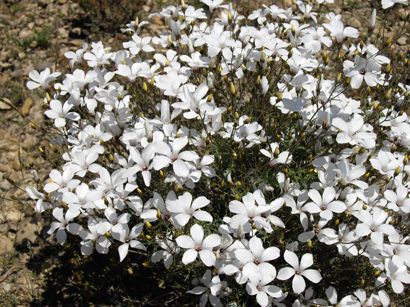 Linum suffruticosum en fleurs dans les garrigues sèches d'Espagne